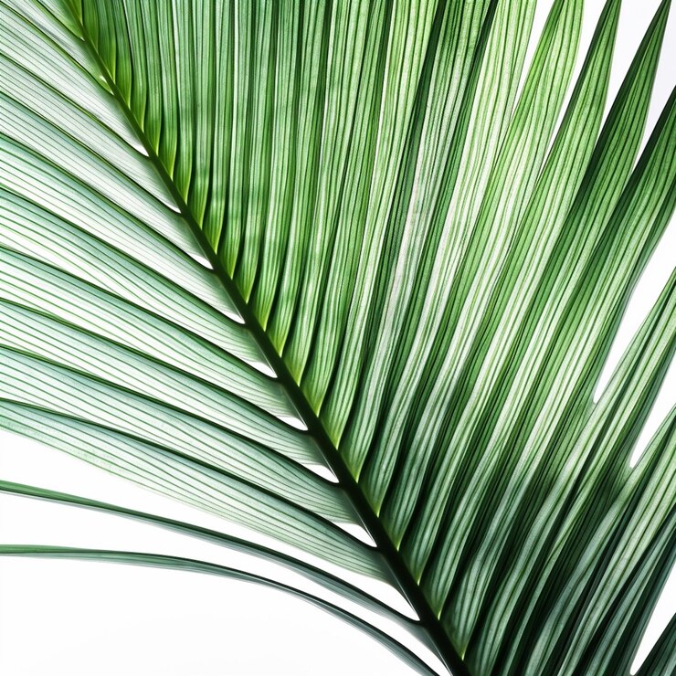 Una splendida rappresentazione di una foglia di banana che mostra la sua forma ampia e il suo colore verde lussureggiante