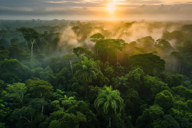 Una splendida vista aerea della lussureggiante foresta amazzonica al crepuscolo che vi invita ad esplorare