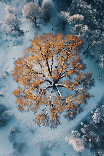 Una splendida vista aerea di un albero coperto di neve in un paesaggio naturale