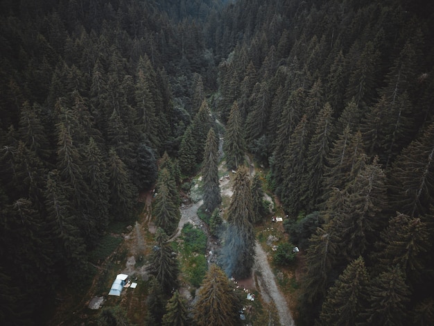 Una splendida vista su una foresta italiana