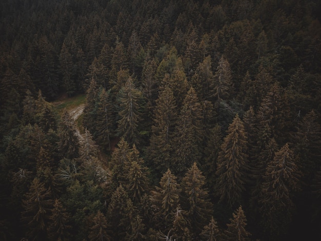 Una splendida vista su una foresta italiana