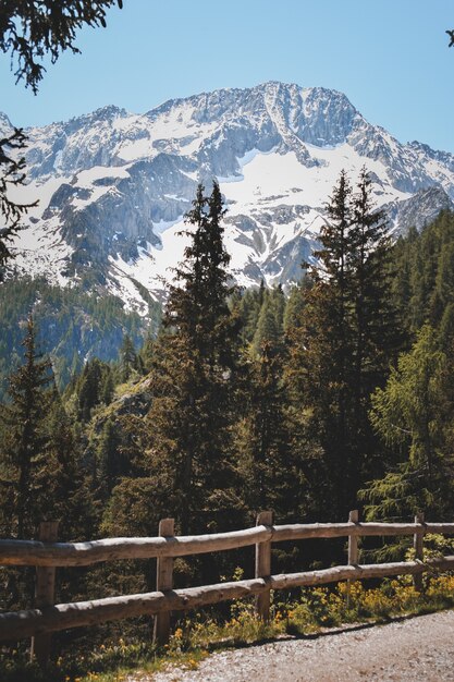 Una splendida vista su una foresta italiana