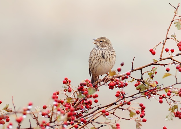 Una stamina di mais (Emberiza calandra) siede su un cespuglio di biancospino con bacche rosse e gocce di pioggia su di loro. Un uccello