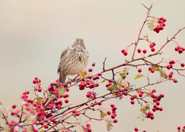 Una stamina di mais (Emberiza calandra) siede su un cespuglio di biancospino con bacche rosse e gocce di pioggia su di loro. Un uccello