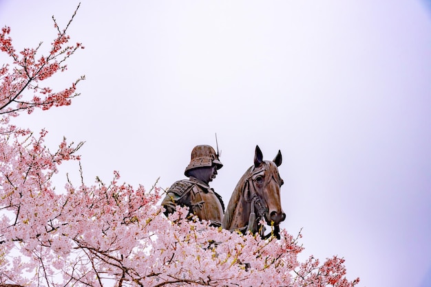 Una statua di Masamune Date a cavallo che entra nel castello di Sendai in piena fioritura in fiore di ciliegio