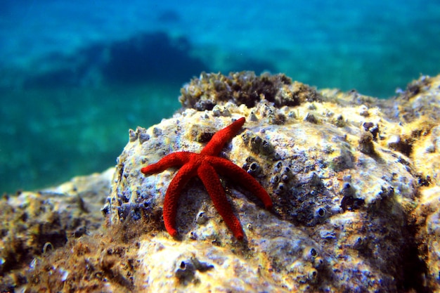 Una stella marina rossa è su una roccia nell'acqua.