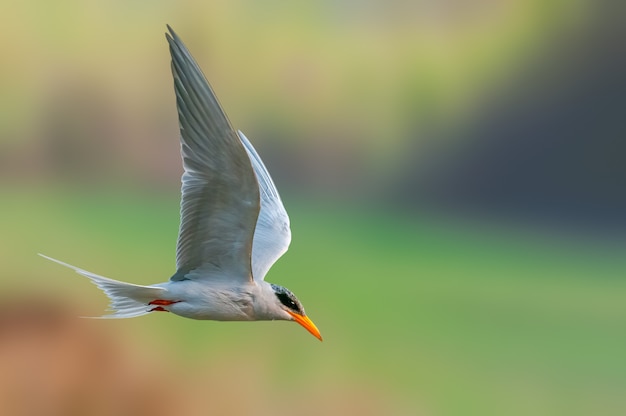 Una sterna del fiume sta volando contro un liscio