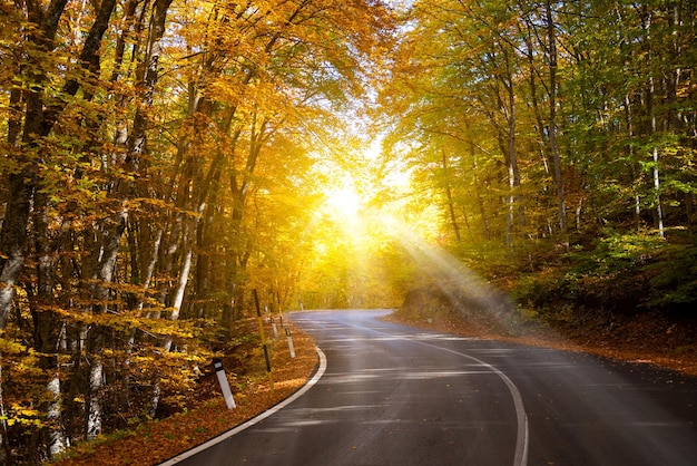 Una strada attraverso i boschi con il sole che splende attraverso gli alberi