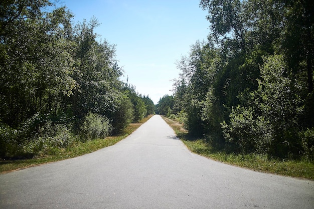 Una strada attraverso la foresta