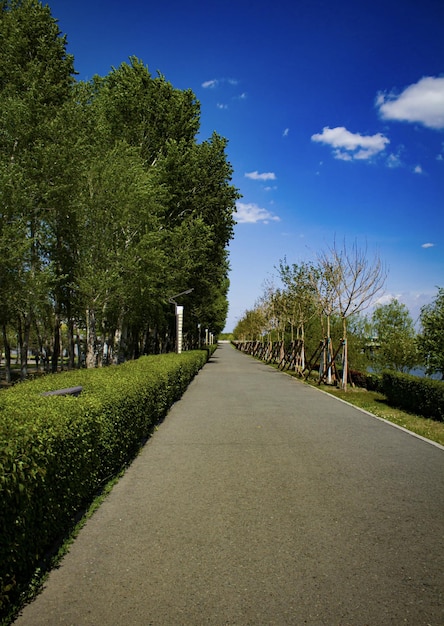 Una strada con alberi e un cielo blu