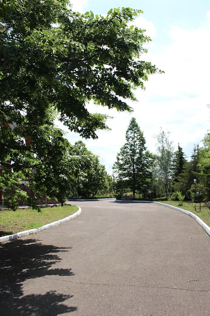 Una strada con alberi ed erba