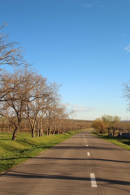 Una strada con alberi su entrambi i lati