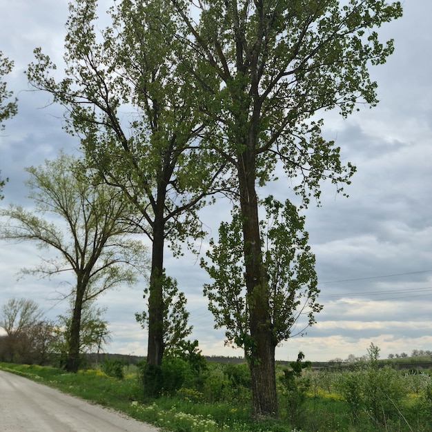 Una strada con un albero sopra e un cielo nuvoloso sullo sfondo.