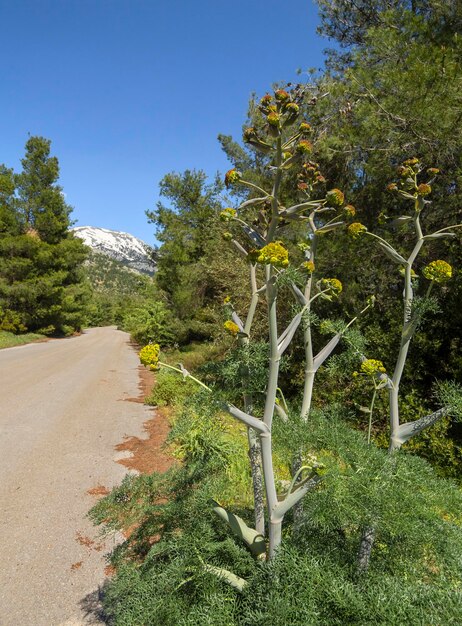 Una strada di campagna in una foresta di pini sull'isola greca di Evia in Grecia