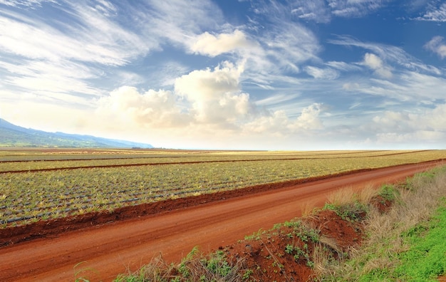 Una strada in una fattoria di ananas in una giornata estiva nuvolosa Sentiero sterrato vicino a una piantagione verde all'aperto su terreno aperto o agricolo Campagna dove vengono piantati e raccolti i raccolti di frutta