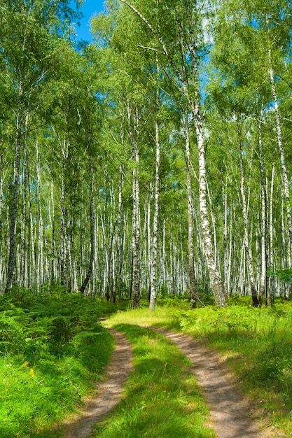 Una strada nel bosco di betulle