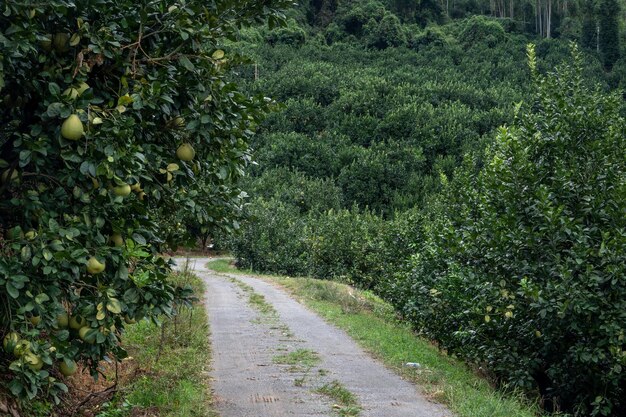 Una strada nel frutteto di pompelmi porta in lontananza, accanto a un intero filare di pompelmi verdi