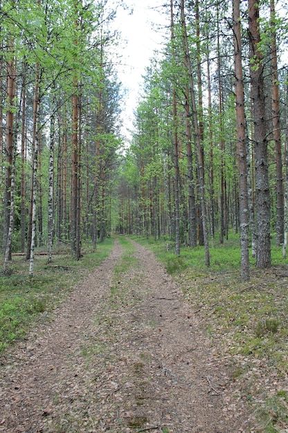 Una strada nella foresta che porta all'orizzonte della Repubblica di Carelia, in Russia.