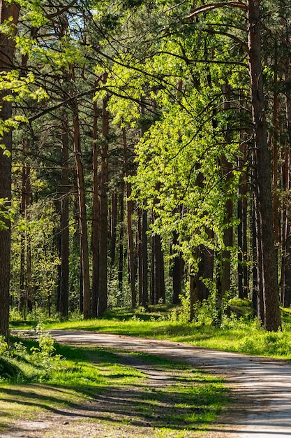 Una strada nella foresta con alberi verdi e il sole che splende sul terreno