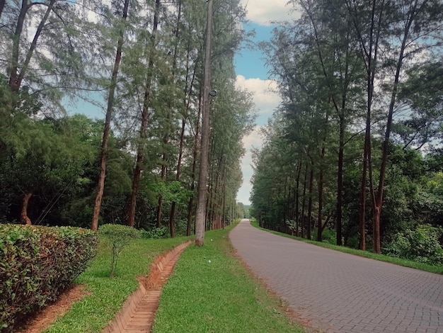 Una strada nella foresta con un albero nel mezzo