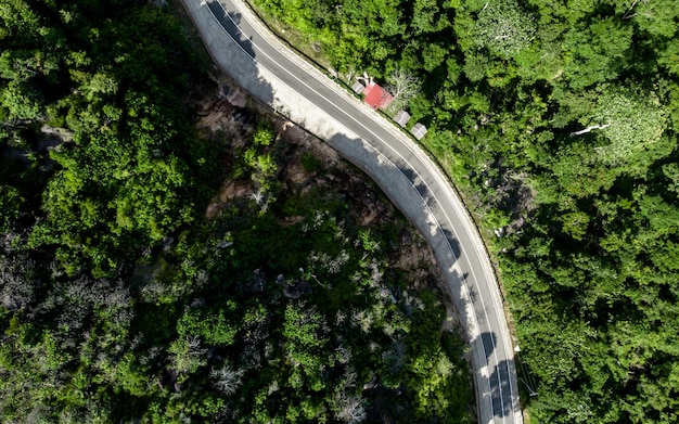 Una strada nella foresta con un'auto su di essa