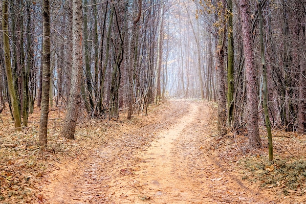 Una strada nella pineta autunnale