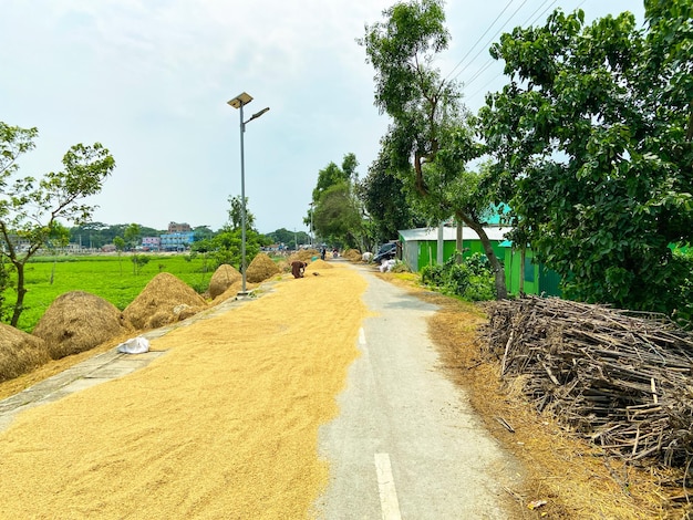 Una strada ricoperta di riso e un campo verde sullo sfondo