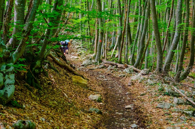 Una strada rocciosa che attraversa la foresta.