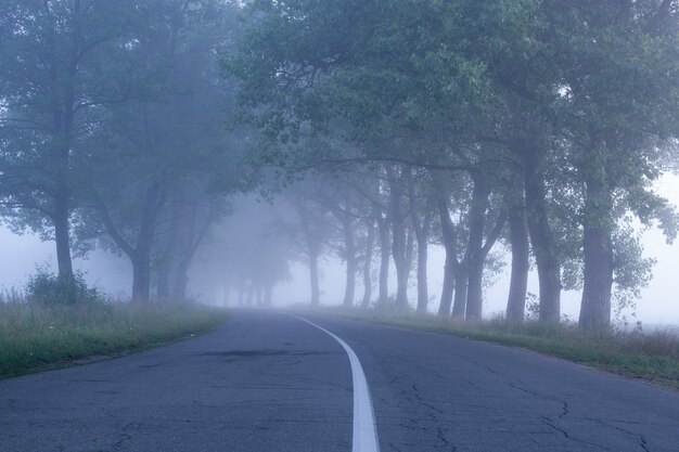 Una strada solitaria e nebbiosa che taglia un bosco fitto e silenzioso.