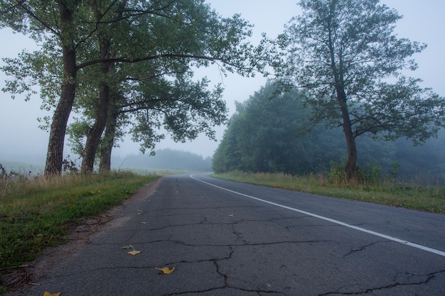 Una strada solitaria e nebbiosa che taglia un bosco fitto e silenzioso.