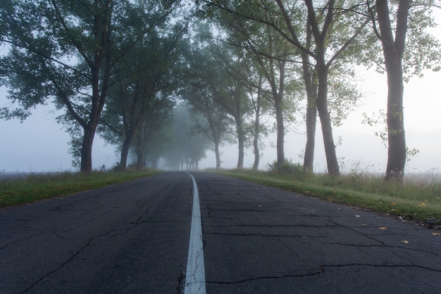 Una strada solitaria e nebbiosa che taglia un bosco fitto e silenzioso.