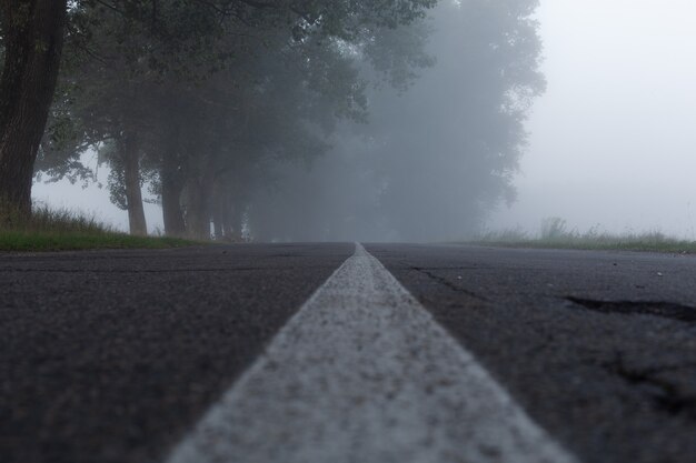 Una strada solitaria e nebbiosa che taglia un bosco fitto e silenzioso.