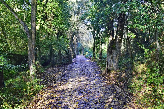 Una strada sterrata attraverso una foresta di conifere Il Cammino del Nord di San Giacomo in Spagna