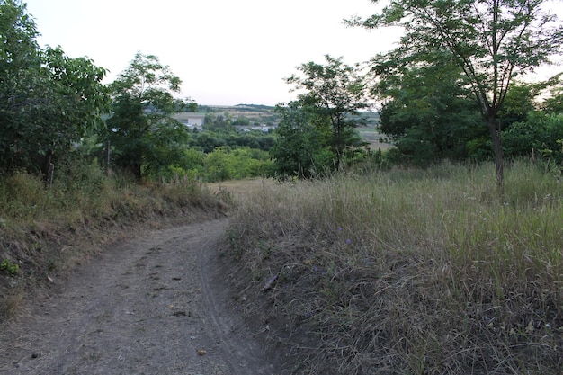 Una strada sterrata attraverso una zona erbosa