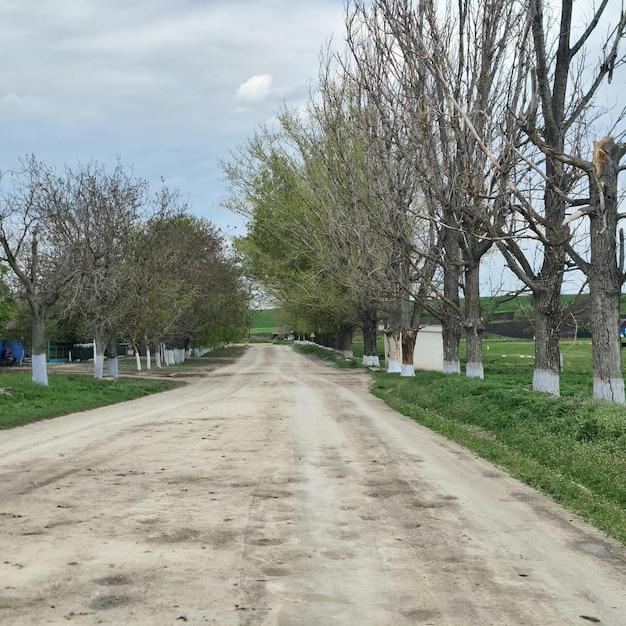 Una strada sterrata con qualche albero a sinistra e un telo blu a destra.