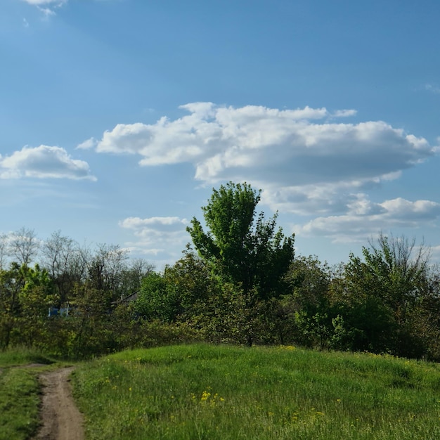 Una strada sterrata è in un campo con alberi e un cielo blu.