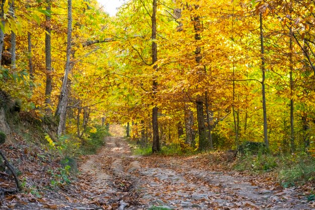 Una strada sterrata in mezzo a uno spettacolare castagneto dalle foglie dorate