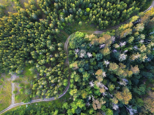 Una strada tortuosa attraverso la foresta. Vista dall'alto dai droni da una vista a volo d'uccello.