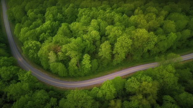 Una strada tortuosa attraverso una foresta con una foresta verde sullo sfondo