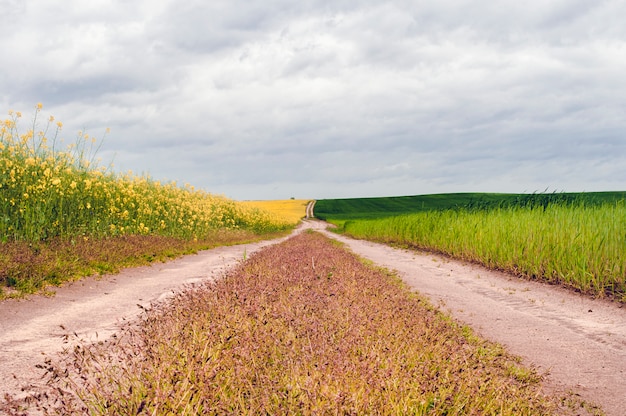 Una strada tra un campo di colza e grano