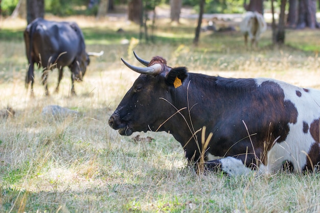 Una stretta di una mucca che giace nel paese in una giornata di sole