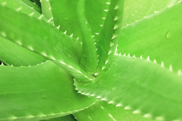 Una stretta di una pianta di aloe vera dalla vista dall'alto