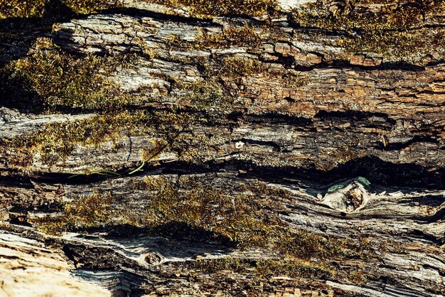 una struttura decorativa in legno con fibre parti del tronco dell'albero sfondo decorazione dettagli estetici