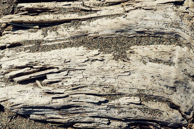 una struttura decorativa in legno con fibre parti del tronco di un ramo d'albero sullo sfondo di sabbia decorazione estetica