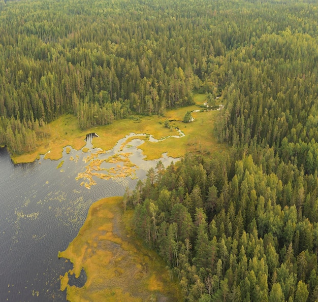 Una taiga fitta della foresta con un piccolo fiume paludoso che sfocia nel lago Vista dall'alto da un quadrirotore