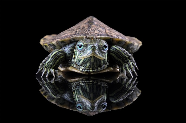 Una tartaruga con una conchiglia sulla testa si riflette su uno sfondo nero.