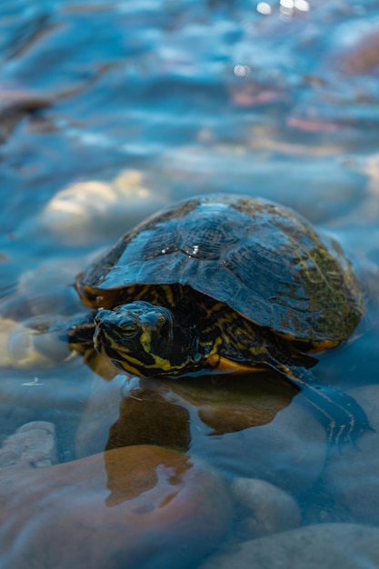 Una tartaruga sta nuotando in una pozza d'acqua limpida.