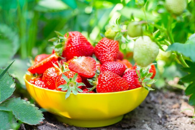 Una tazza con fragole profumate mature rosse nel giardino in giardino Raccolta delle bacche in una giornata estiva