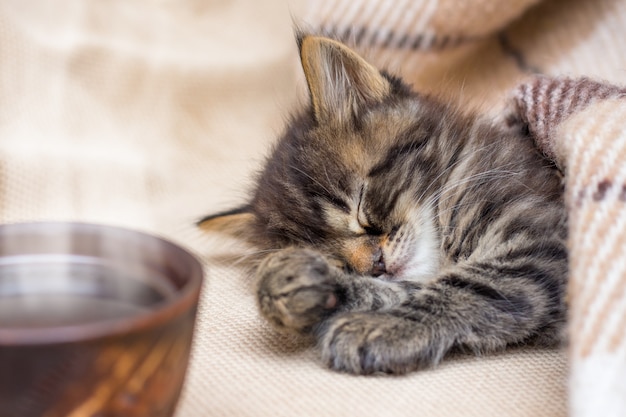 Una tazza di caffè vicino a un piccolo gatto a strisce