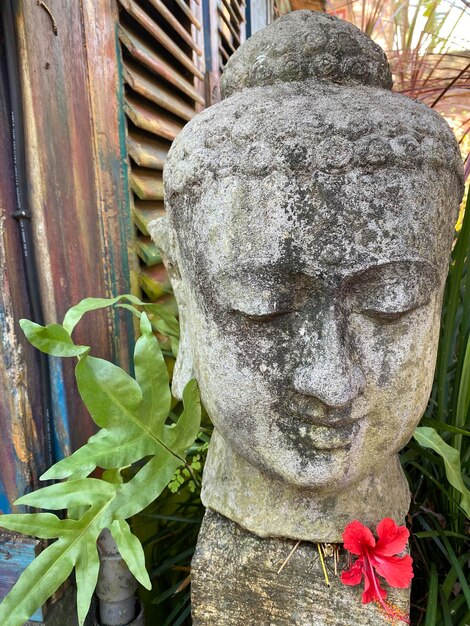 Una testa di Buddha di pietra con un fiore rosso sullo sfondo.